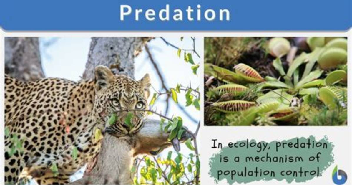 Does Predation Reduce Species?