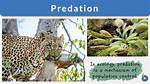 Does Predation Reduce Species?