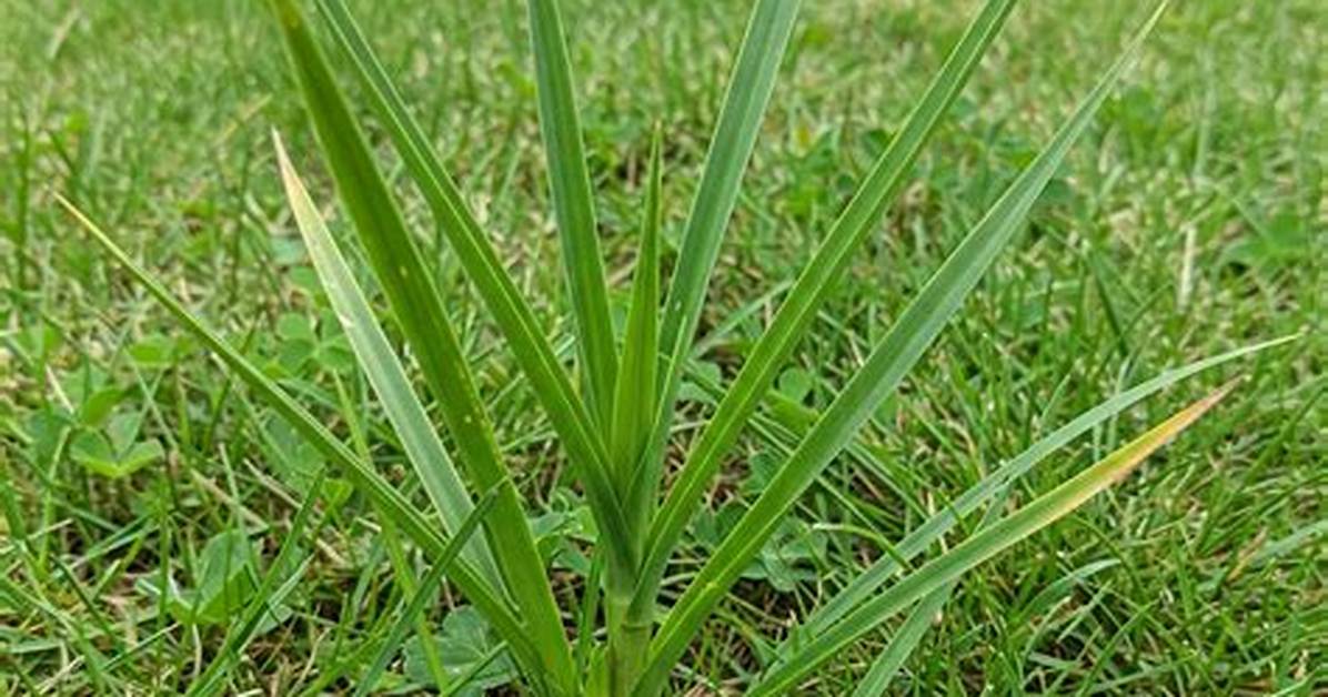 Does Preen Work on Nutsedge?
