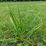 Does Preen Work on Nutsedge?
