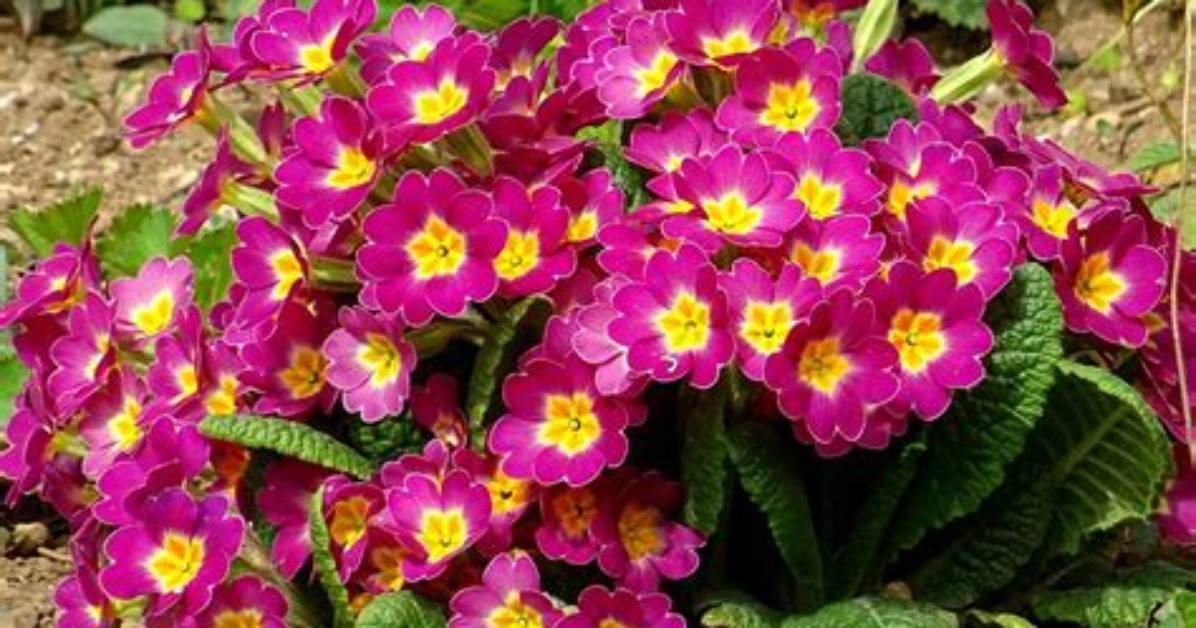 Does Primrose Rebloom