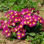 Does Primrose Rebloom