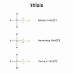 Does Protein Have Thiol?
