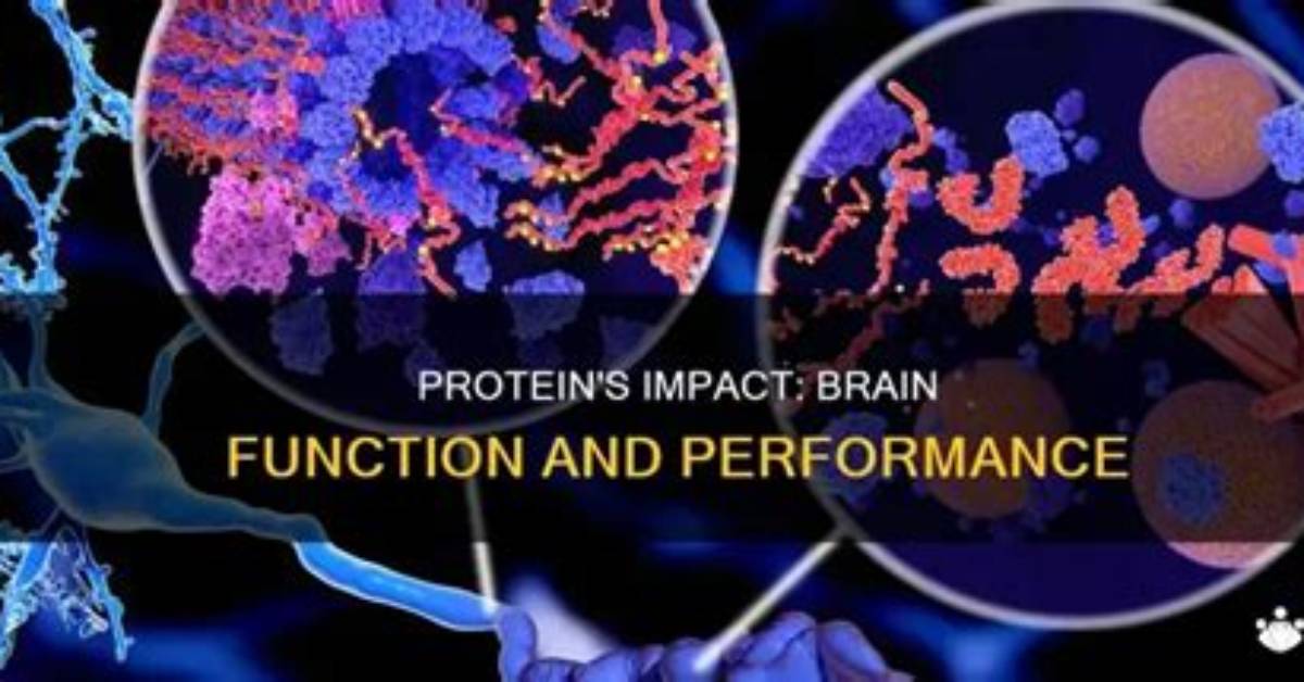 Does Protein Powder Affect Brain?