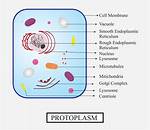 Does Protoplasm Include Plasma Membrane?