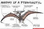 Does Pterodactyl Have Ears?