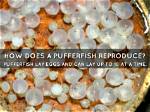 Does Puffers Lay Eggs?