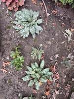 Does Pulmonaria Die Back?