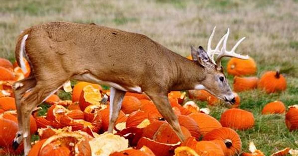 Does Pumpkins Attract Deer?