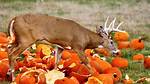 Does Pumpkins Attract Deer?