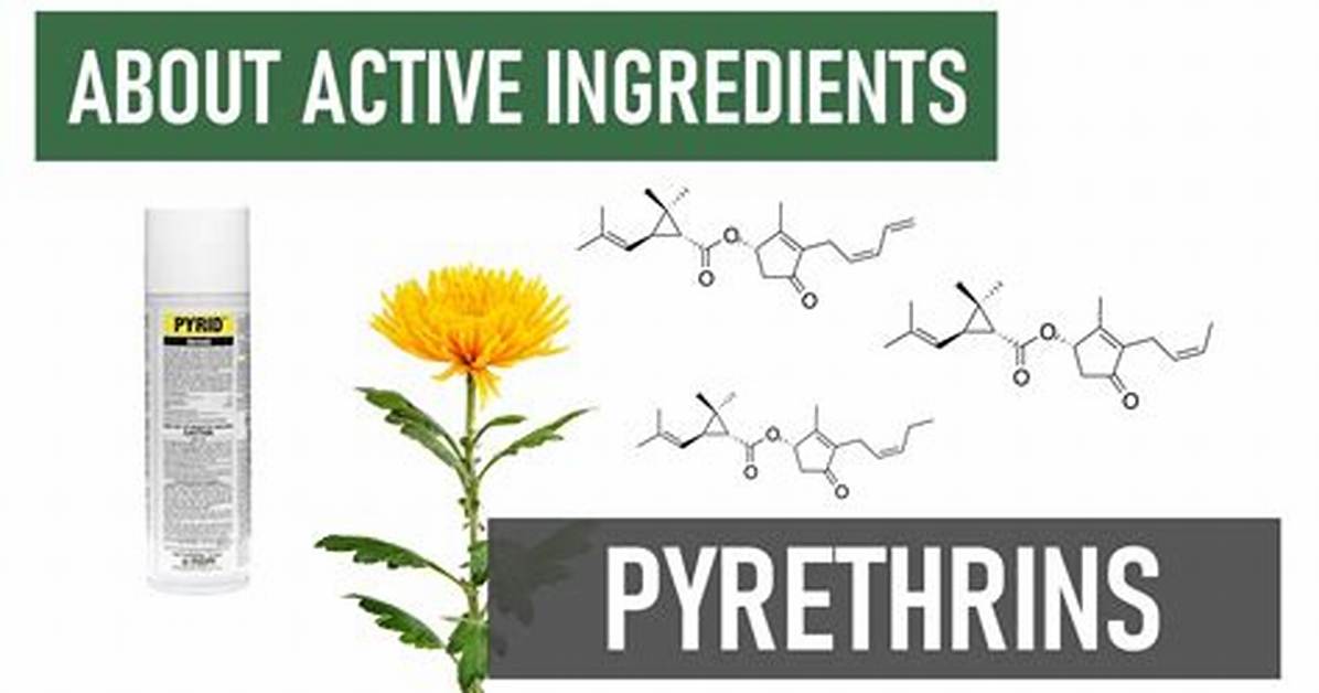 Does Pyrethrum Kill Nits