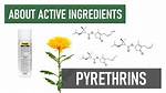 Does Pyrethrum Kill Nits