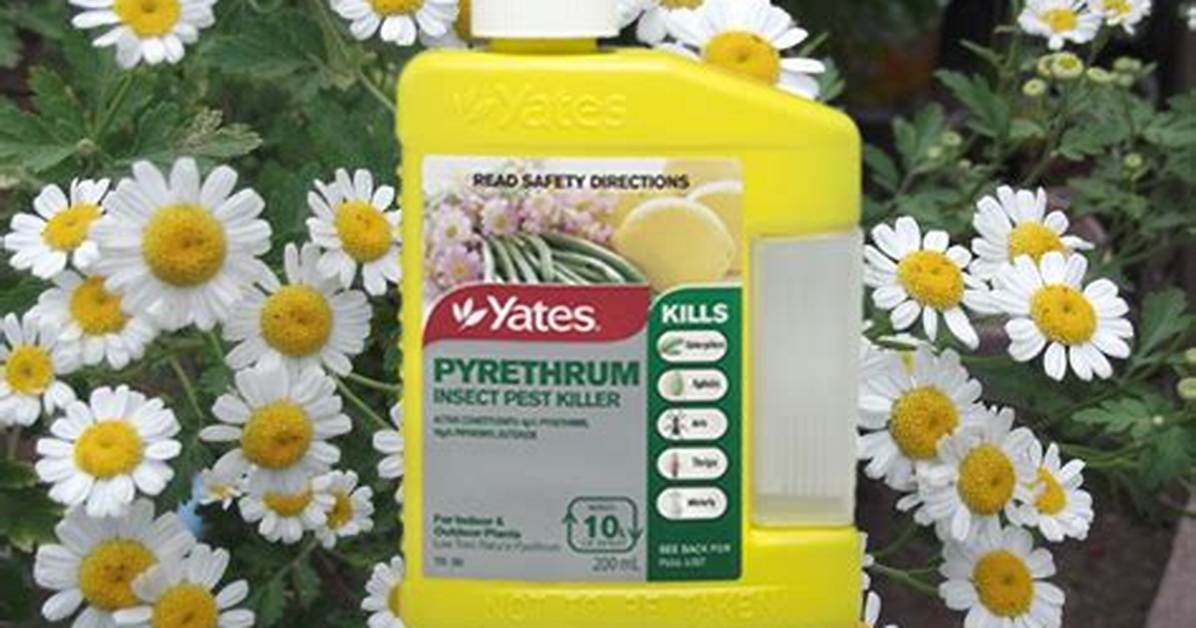 Does Pyrethrum Kill Scale?