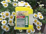 Does Pyrethrum Kill Scale?