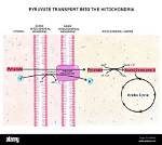 Does Pyruvate Diffuse into Mitochondria?