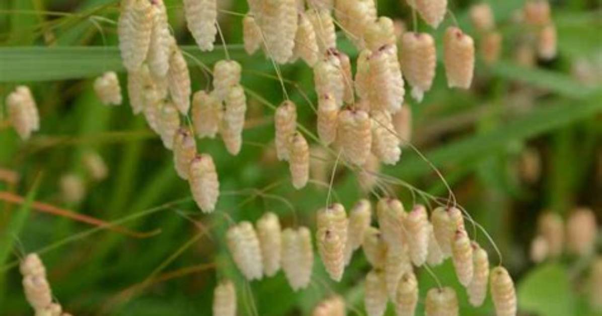 Does Quaking Grass Self Seed?