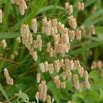 Does Quaking Grass Self Seed?