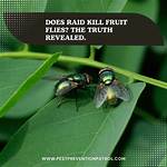 Does Raid Kill Fruit Flies?
