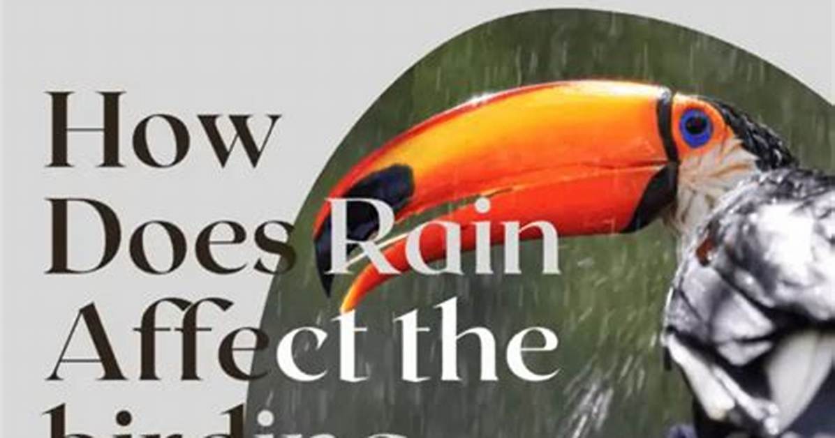 Does Rain Affect Birding?
