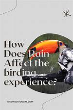 Does Rain Affect Birding?