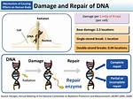 Does Rain Destroy Dna?