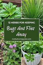 Does Rain Keep Bugs Away