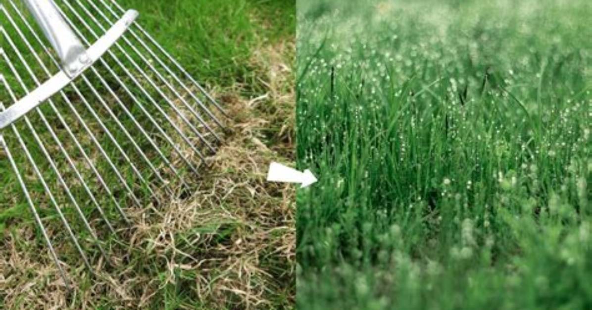 Does Raking Damage Grass? | Contextresponse. Com