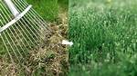 Does Raking Damage Grass? | Contextresponse. Com