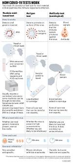 Does Rapid Testing Work?
