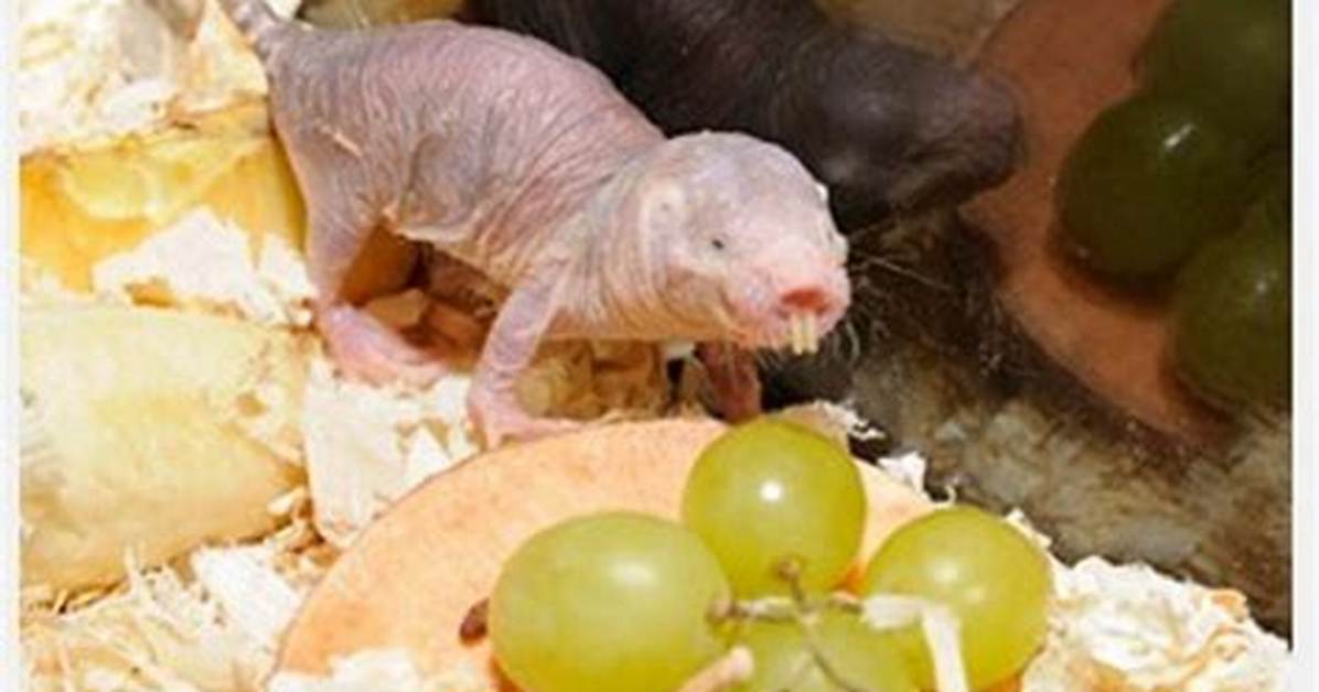 Does Rat Eat Human?