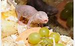 Does Rat Eat Human?