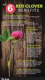 Does Red Clover Increase Progesterone?