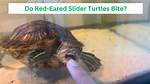 Does Red Eared Slider Bite?