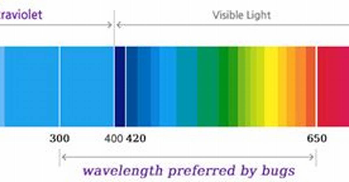 Does Red Light Attract Bugs?