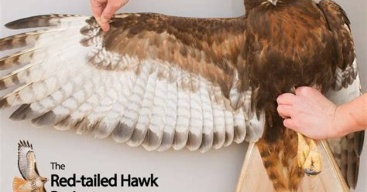 Does Red Tailed Hawk Have Bones?