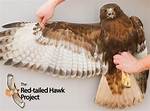 Does Red Tailed Hawk Have Bones?