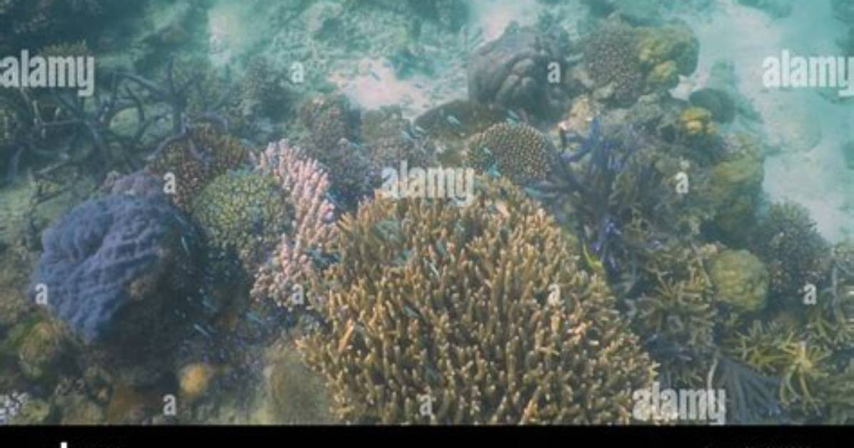 Does Reefs Get Sunlight?