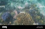 Does Reefs Get Sunlight?