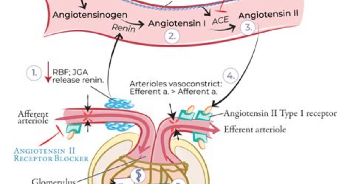 Does Renin Increase Gfr?