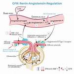Does Renin Increase Gfr?