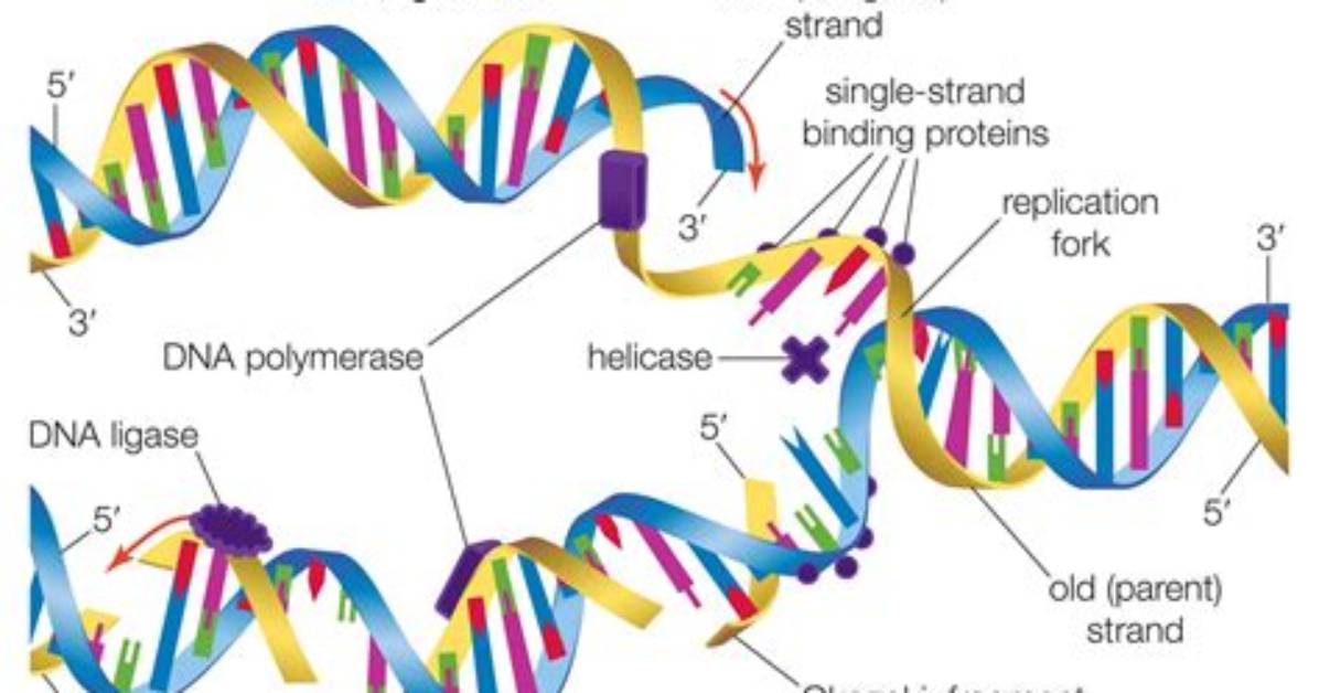 Does Replication Introduce Systematic Variation?