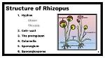 Does Rhizoids Are Branching?