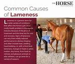 Does Ringbone Cause Lameness?