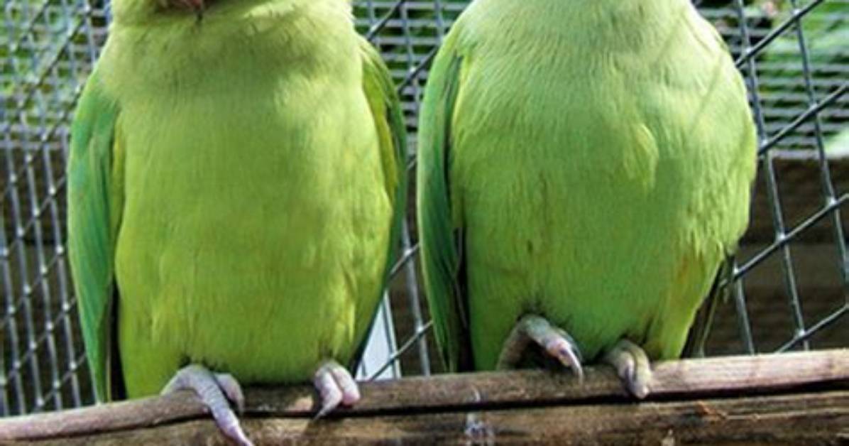 Does Ringneck Parrot Talk?