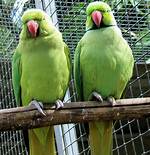 Does Ringneck Parrot Talk?