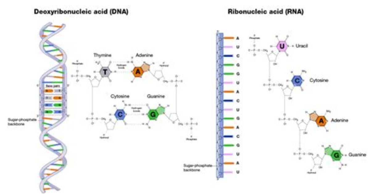 Does Rna Have Directionality?