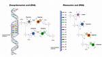 Does Rna Have Directionality?