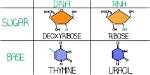 Does Rna Have Ribose