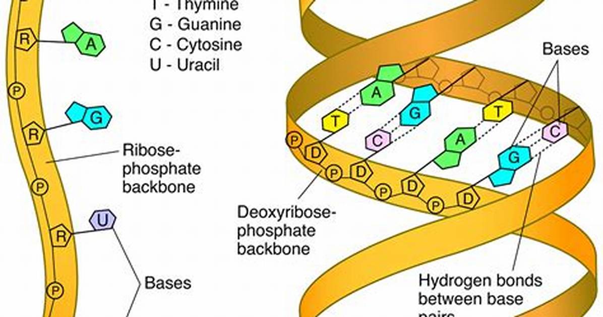 Does Rna Structure Dna?