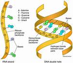 Does Rna Structure Dna?
